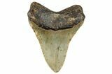 Fossil Megalodon Tooth - North Carolina #258099-1